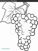 Bottle Wine Coloring Pages Getcolorings Getdrawings sketch template