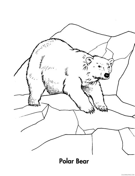 polar bear coloring pages  sandysmarcoux