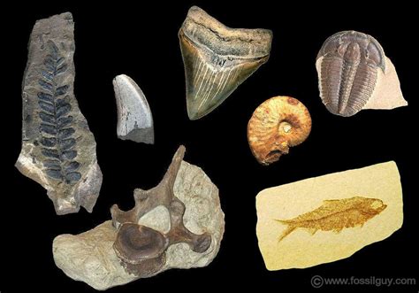 fossilguycom    fossil facts  fossils types  fossils