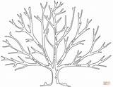 Tree Bare Coloring Pages Printable Leaves Trees Template Outline Without Drawing Supercoloring Para Family Crafts Fall Templates Kale Patterns Pattern sketch template