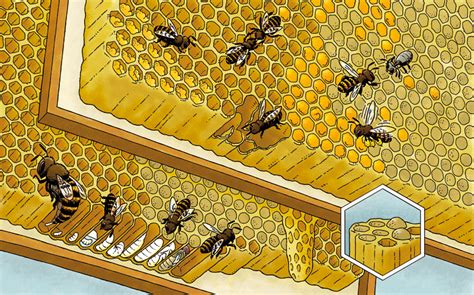 bijenkorf beehive roger klaassen illustratie strip en cartoon