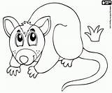 Marsupial Coloring 250px 29kb sketch template