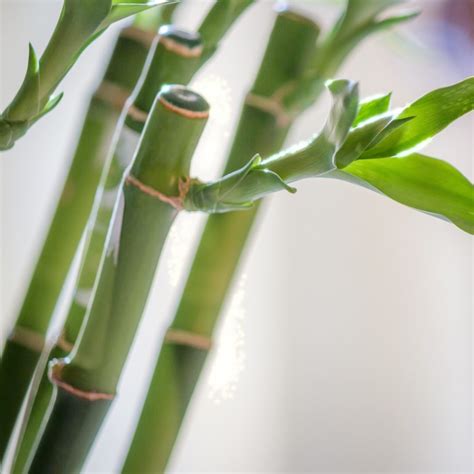 prune lucky bamboo plants learn  dracaena lucky bamboo