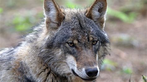 onderzoekers er leven drie wolven op de veluwe rtl nieuws
