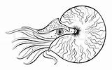 Nautilus Drawing Line Getdrawings Animal sketch template