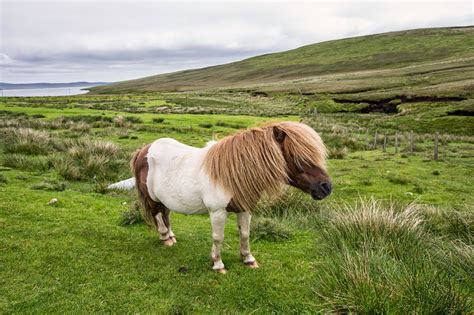 shetland ponies scotlands work horses britain   travel guide