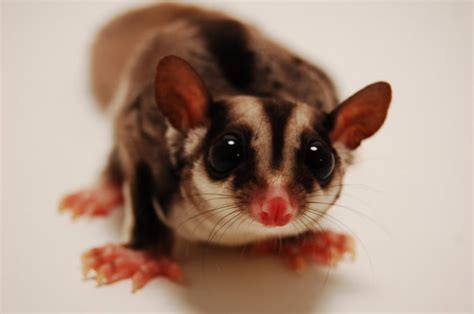 top  facts  sugar gliders  didnt   pets