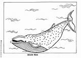 Whale Coloring Blue Pages Color Sheet Hellokids Sea Whales Animal Animals Drawing Print Colour Big Sheets Nice Superhero Ocean Shark sketch template