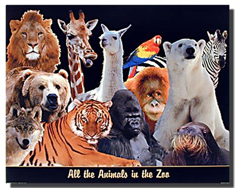 animal   zoo poster animal posters