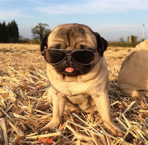 cool dude cute pugs cute puppies dogs  puppies kindness  animals funny animals cute