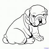 Coloring Bulldog English Pages Kids Adults sketch template