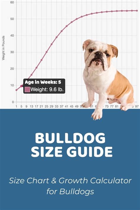english bulldog weight chart  age
