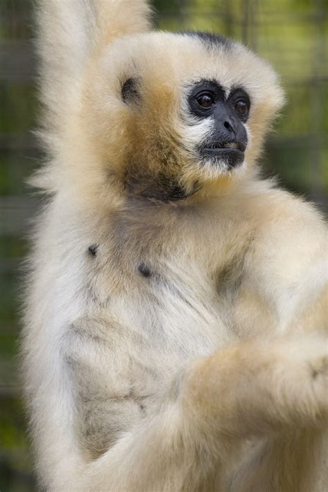 elderly white cheeked gibbon dies   smithsonians national zoo