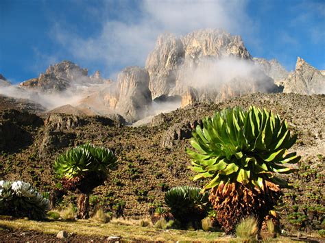 mount kenya national park wildlife location  kenya africa wildlife worldwide