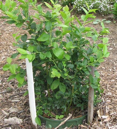 growing blueberries  containers wisconsin horticulture