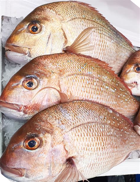 caught snapper aptus seafoods  south melbourne market