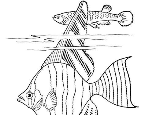 tropical fish coloring pages antionette heintzs coloring pages