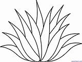 Agave Clipart Clip Lineart Designlooter Plant sketch template