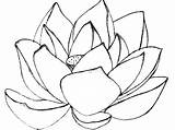 Coloring Magnolia Flower Pages Getcolorings Stunning Color Getdrawings Print Doghousemusic sketch template