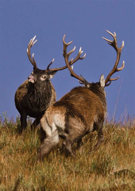 red deer wildlife safaris  scenic tours   scottish highlands