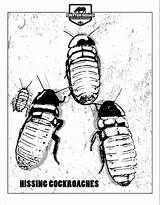 Madagascar Cockroaches Hissing Coloring sketch template