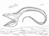 Eel Ausmalbild Ausmalbilder Gulper Viper Tiefseefische Fishes Kategorien Justcoloringbook sketch template