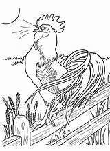 Coloring Pages Animal Chicken Farm Visit sketch template
