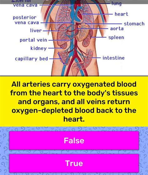 arteries carry oxygenated blood trivia answers quizzclub