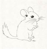 Chinchilla Drawing Getdrawings sketch template