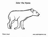 Hyena Spotted Exploringnature Sponsors Coloring4free sketch template