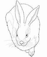 Albrecht Coloring Durer Hare Pages Rabbit Young Jack Drawing Ausmalen Feldhase Colouring Ausmalbild Jackrabbit Dürer Sheets Supercoloring Kids Ausmalbilder Printable sketch template