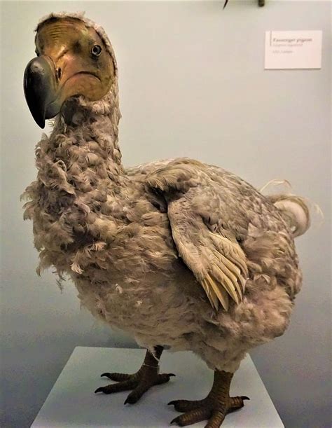 A Dodo Bird That Went Extinct 399 Years Ago Bird History Museum