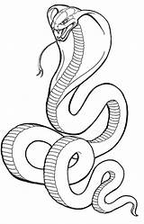 Cobra Snake Coloring Drawing Pages King Outline Printable Sketch Drawings Rattlesnake Tut Kids Tattoo Snakes Head Kid Line Angry Clipart sketch template