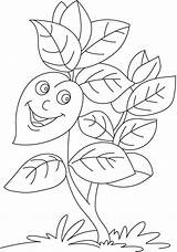Basil Coloring Plant Drawing Pages Drawings Paintingvalley Kids sketch template