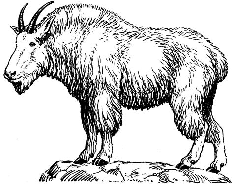 mountain goat head drawing sketch coloring page