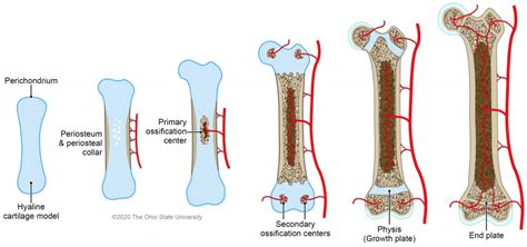 bone growth veterinary histology