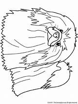 Pekingese Coloring Pages Lightupyourbrain Colouring Dogs Scegli Bacheca Una sketch template