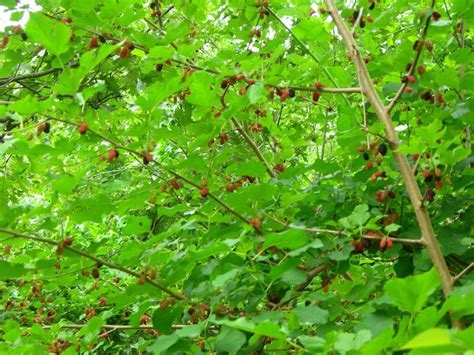 mulberry tree pictures images   mulberry trees
