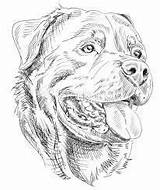 Rottweiler Dog Outline Drawings Tattoo Face Puppies Coloring Draw Pages Dogs Drawing Wonderful Portrait Kleurplaten Perro Dibujo Tattoos Rottweilers Result sketch template