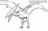 Pterodactylus Pterodactyl sketch template