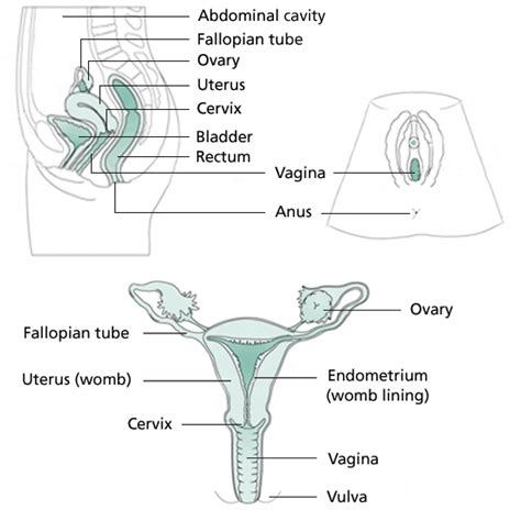 Anatomy Of The Vagaina