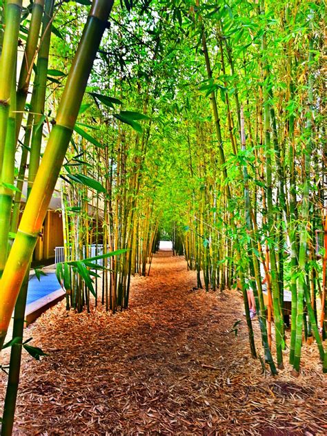 bamboo garden  rickscafe  deviantart
