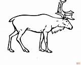 Reindeer Pages Deer Coloring Printable Cartoon Drawing Santa Realistic Template Color Clipart His Baby Svalbard Caribou Draw Kids Arctic Print sketch template