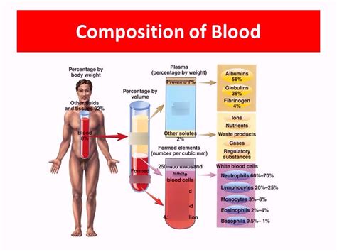sastav krvi dijagram diagram quizlet