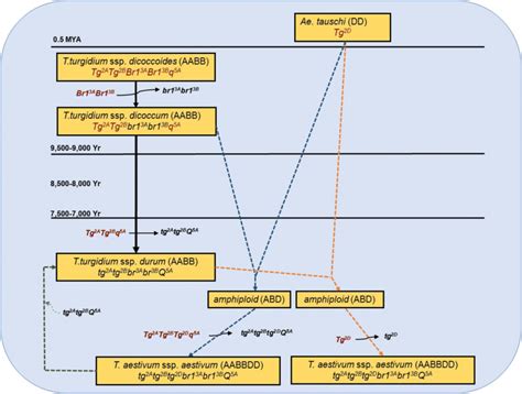model representing  hypothetical scenarios   evolution   scientific diagram