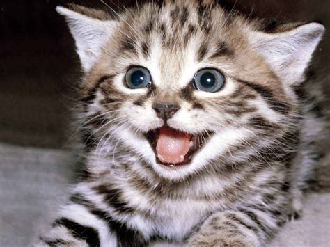 Imgur Happy Kitten Kittens Cutest Funny Cat Wallpaper