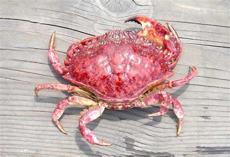 red crab aka red rock crab pier fishing  california