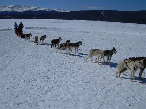 dog sleds  colorado dog sledding siberian husky dogs