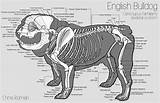 Skeleton Skeletal Bulldogs Anatomia Superficial Muscles Skeletons Rasy Anatomie Skelett Bully Klub Buldoga Hunde sketch template