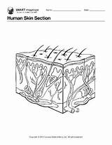 Coloring Skin Human Anatomy Pages Book Ebsco sketch template